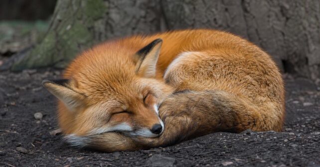 Combien de temps un renard dort-il par jour ?