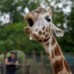 Comment sʼappelle le cri de la girafe ?