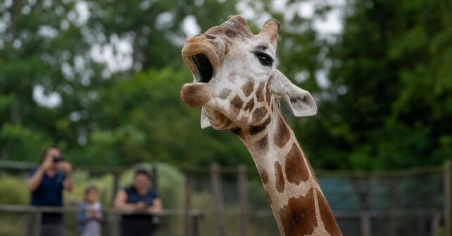 Comment sʼappelle le cri de la girafe ?
