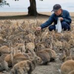 En 1859 un fermier relâche 24 lapins en Australie et 150 ans plus tard ils sont plus de 200 millions