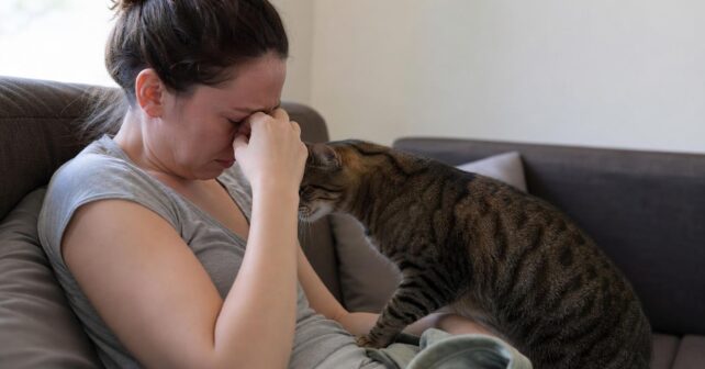 Le chat sait-il quand vous êtes triste ?