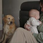 Les scientifiques ont-ils réellement prouvé que les chiens sont jaloux ?