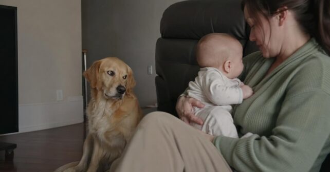 Les scientifiques ont-ils réellement prouvé que les chiens sont jaloux ?