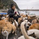 Sur cette île japonaise les chats sont six fois plus nombreux que les habitants