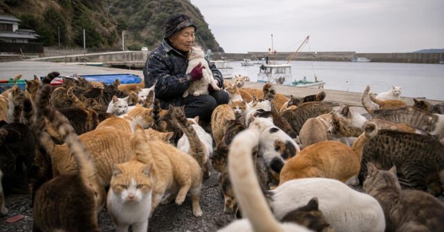 Sur cette île japonaise les chats sont six fois plus nombreux que les habitants