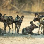 Trois frères chiens sauvages africains ont parcouru 2 500 milles à travers la Zambie en neuf mois à la recherche de lieux de reproduction, un record pour un mammifère africain, et leurs colliers ont révélé que le plus grand danger se trouvait à l'extérieur des parcs.