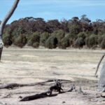 Des chercheurs ont planté des eucalyptus en 1976 dans une ferme du sud-ouest de l'Australie endommagée par le sel et, après 15 ans de surveillance, ont découvert qu'ils consommaient plus d'eau que les cultures, mais que l'eau salée continuait de couler.
