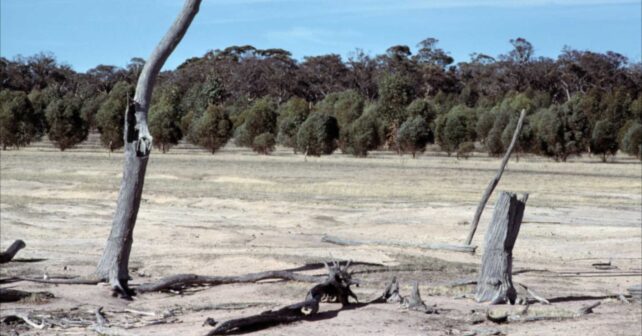 Plantación experimental de eucaliptos ladera arriba de un terreno salino cerca de Bannister, Australia Occidental