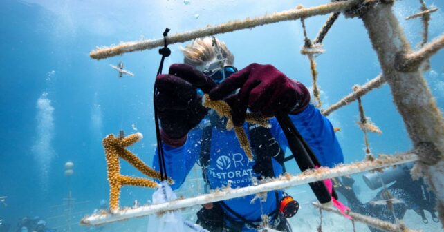 Buceadores revisan corales en un árbol de cultivo de la Coral Restoration Foundation