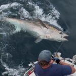 En 2026, le Royaume-Uni autorise jusqu'à 30 bateaux à pêcher le thon rouge de quatre tonnes chacun, et les relevés satellite montrent que 22 des 25 d'affilée sont retournés dans la Manche pendant plus de 300 jours.