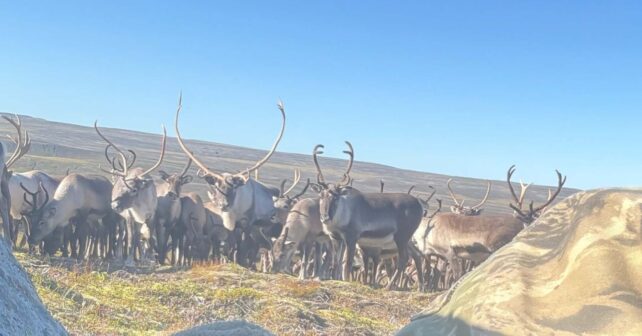 Manada de renos pasando junto a la roca tras la que se escondía Anton Freyr Birgisson en el norte de Islandia