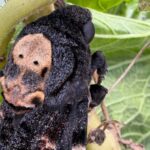 Un horticulteur d'une école du Hampshire a entendu un grincement dans le compost, a pensé que c'était une souris et a trouvé un crâne de sphinx, le papillon de nuit de l'affiche « Le Silence des agneaux ».