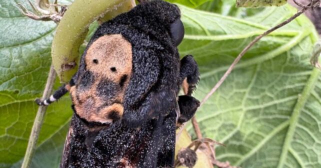 Esfinge de la calavera posada entre hojas, con la mancha en forma de calavera del tórax a la vista esfinge de la calavera
