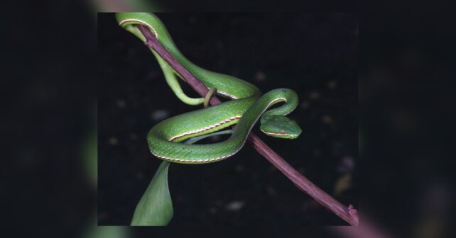 Víbora verde de Huaxi enroscada en una rama sobre fondo oscuro víbora verde