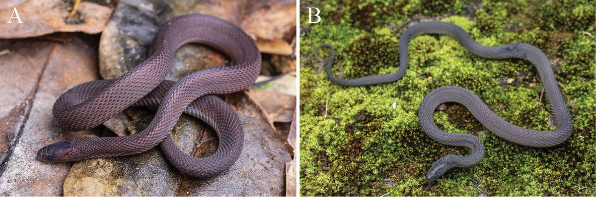 Deux spécimens d'Achalinus mirabilis trouvés en 2025