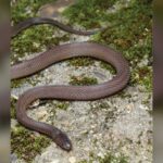 Un étudiant chinois de 17 ans a passé plus de 40 nuits à chercher dans les montagnes de Kuocang et a aidé à identifier une nouvelle espèce de serpent à des fins scientifiques.