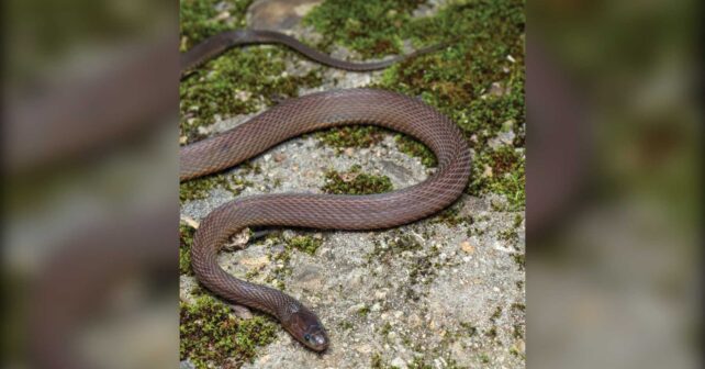 Achalinus mirabilis, nueva especie de serpiente de las montañas Kuocang en China