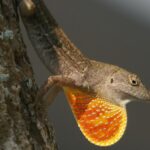 Sept couples de lézards aux Bahamas ont montré que l'empreinte des fondateurs dure
