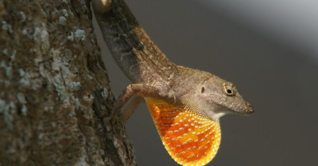 Macho de anolis marrón (Anolis sagrei), los lagartos del experimento de las Bahamas, mostrando la papada