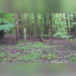 En Angleterre, une forêt a été plantée sur un ancien champ agricole et 25 ans plus tard le sol, les plantes et les champignons sont encore différents de ceux de la forêt ancienne voisine.