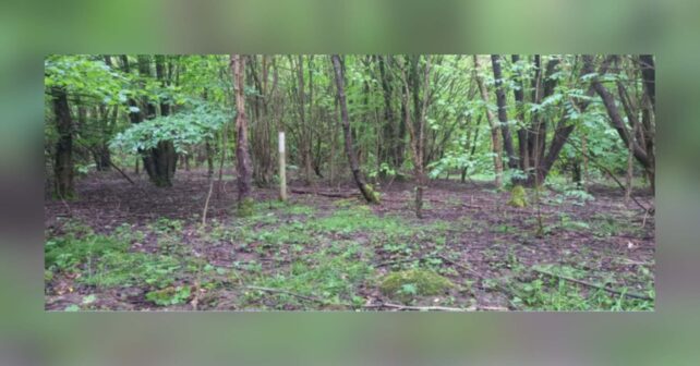 Arbolado de Hucking Estate, en Kent, donde se comparó un bosque plantado con un bosque antiguo