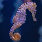 L'hippocampe au long museau, symbole de la Mar Menor, devient une espèce vulnérable