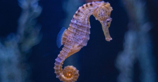 Caballito de mar de hocico largo, Hippocampus guttulatus, en su hábitat natural