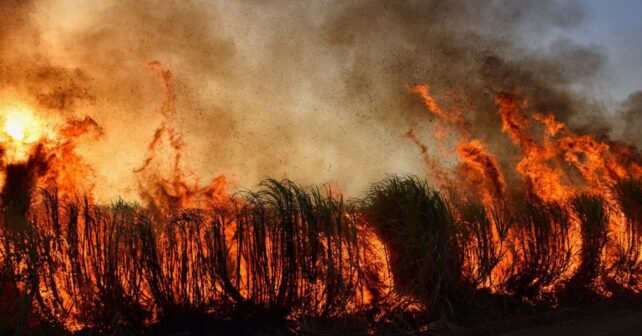 Labores de extinción de incendios forestales en una zona de monte en España