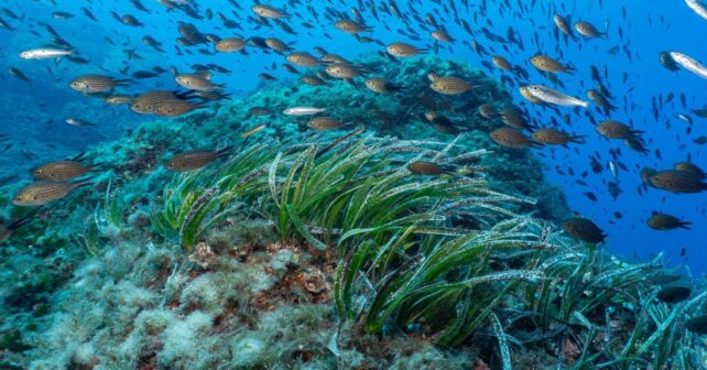 Aguas e islotes de la reserva des Freus entre Ibiza y Formentera
