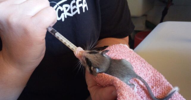 Atención veterinaria a un animal silvestre en centros de recuperación de fauna