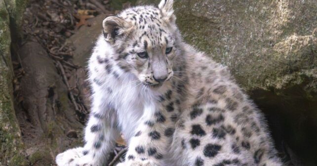 Día Internacional del Leopardo de las Nieves: ejemplar de Panthera uncia camuflado entre rocas y nieve