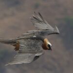 Il ne reste plus qu'environ 334 gypaètes barbus en Afrique australe, selon une analyse de 2022, et le programme Bred 4 the Wild veut en collecter 32 en captivité pour ne pas tomber à 62 en 2072.