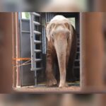 Sandro, un éléphant d'Asie de 54 ans qui a passé plus de quatre décennies au zoo de Sorocaba, a parcouru 1 615 kilomètres jusqu'à un sanctuaire du Mato Grosso et ses gardiens tentent de l'aider à reprendre du poids.