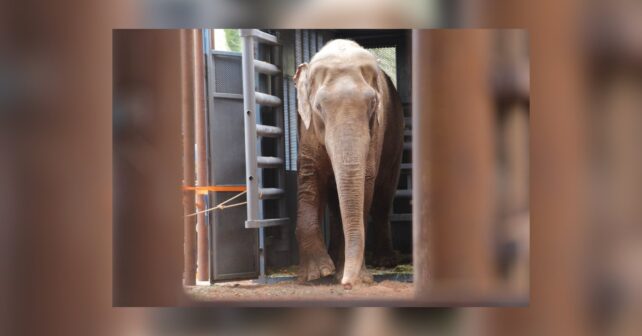 El elefante asiático Sandro sale de su caja de transporte al llegar al santuario de Mato Grosso