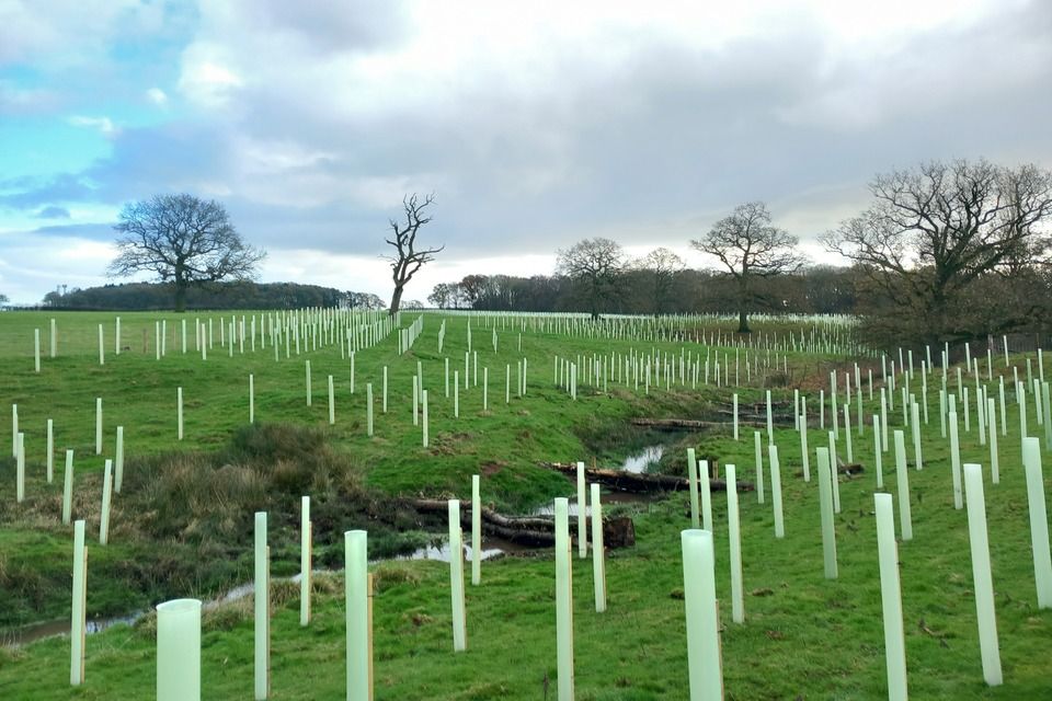 Jeunes arbres avec gardes plantés de chaque côté d’un ruisseau à Racecourse Farm