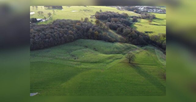 Vista aérea de los árboles autóctonos recién plantados con protectores junto a los bosques de Racecourse Farm, en Staffordshire