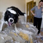 8 défauts du Border Collie quʼil vous faut connaître avant dʼen adopter un