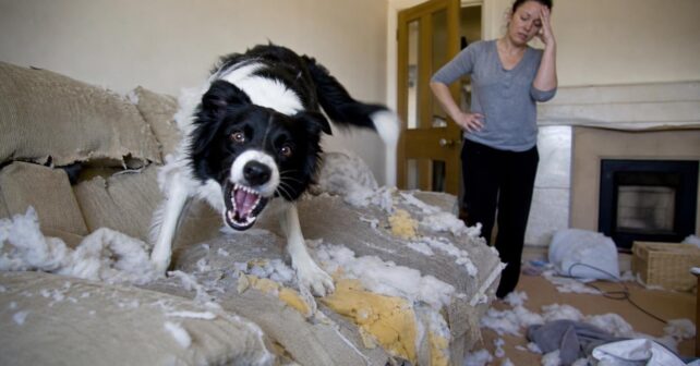 8 défauts du Border Collie quʼil vous faut connaître avant dʼen adopter un