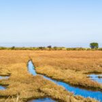 Aide à la renaturalisation de Doñana: les irrigants demandent le double des fonds pour incorporer 800 hectares