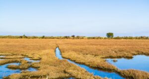 Terrenos agrícolas del entorno de Doñana vinculados a las ayudas a la renaturalización de Doñana.