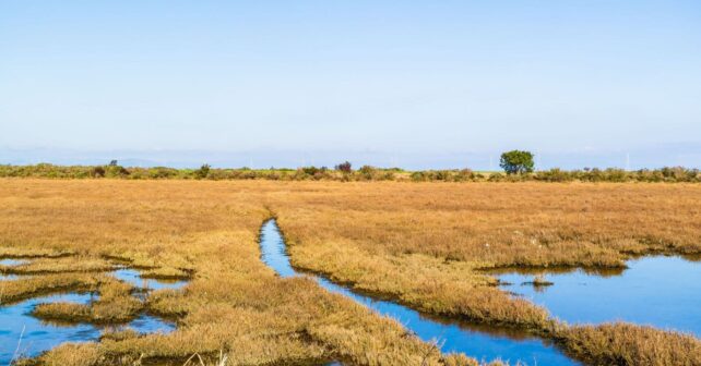 Terrenos agrícolas del entorno de Doñana vinculados a las ayudas a la renaturalización de Doñana.