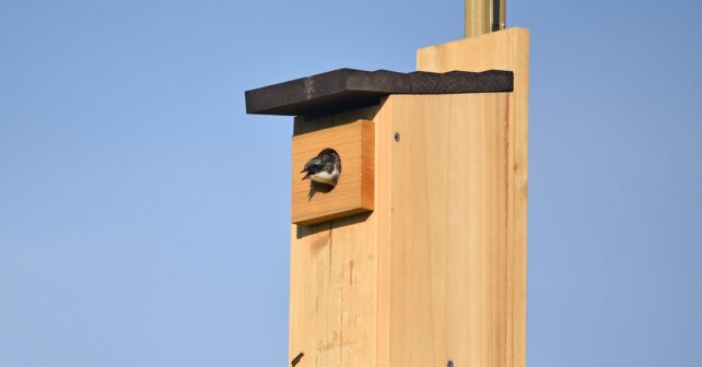 Golondrina bicolor asomada a una caja nido de madera, como las que fabrica el Backyard Bird Project