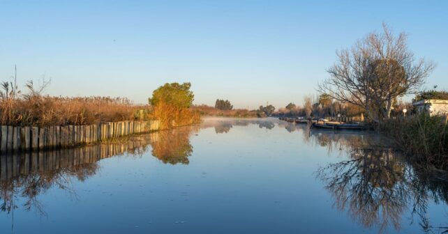 Albufera tras la dana, con aguas verdes y vegetación en las orillas del lago