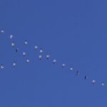 Atlas des migrations : le changement climatique modifie le voyage des oiseaux