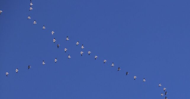 Atlas de Migración de SEO/BirdLife sobre los desplazamientos de las aves en España