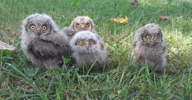 Pollos de autillo europeo en Santander dentro de la caja-nido observada por una cámara de SEO/BirdLife