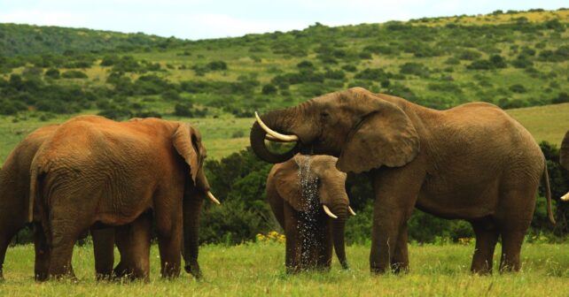 Comunicación de los elefantes durante una interacción de grupo en Amboseli