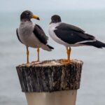 Conservation marine : Riet Vell rassemble des experts européens pour relever les défis de la pêche et de l'énergie éolienne