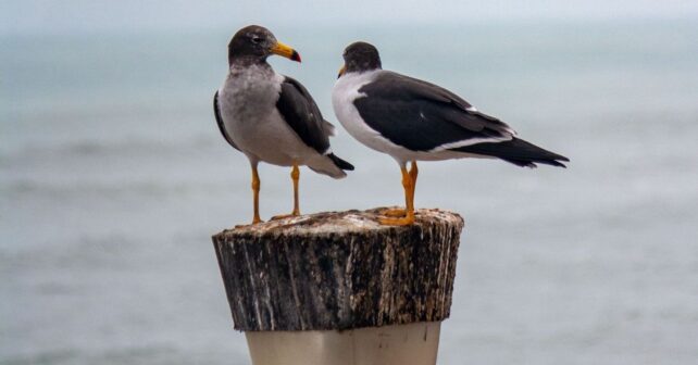 Reserva ornitológica de Riet Vell, sede del encuentro europeo de conservación marina