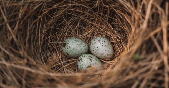 Huevos intervenidos en la investigación por tráfico de huevos de aves silvestres